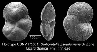 To NMNH Paleobiology Collection (IRN 3155407)