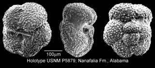 To NMNH Paleobiology Collection (IRN 3155690)
