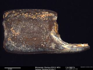 To NMNH Paleobiology Collection (IRN 3006733 1)