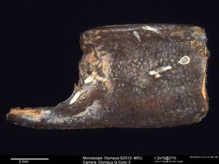 To NMNH Paleobiology Collection (IRN 3006733 2)