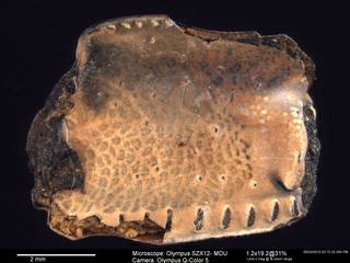 To NMNH Paleobiology Collection (IRN 3006749 1)