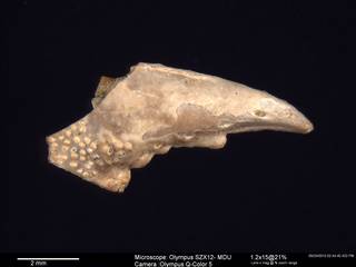 To NMNH Paleobiology Collection (IRN 3006599 1)