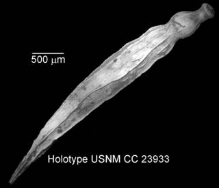 To NMNH Paleobiology Collection (IRN 3142157)