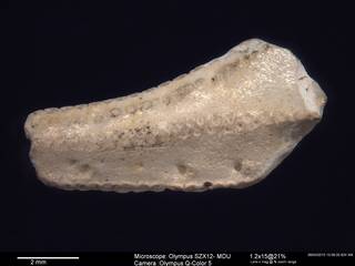 To NMNH Paleobiology Collection (IRN 3007489 1)