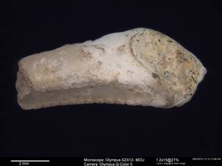 To NMNH Paleobiology Collection (IRN 3007489 2)