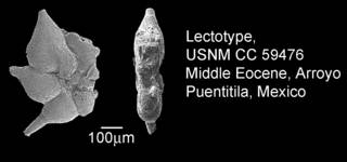 To NMNH Paleobiology Collection (IRN 3145839)