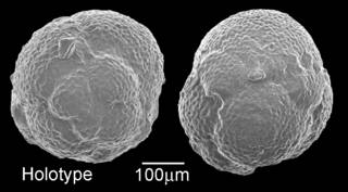 To NMNH Paleobiology Collection (IRN 3154799)