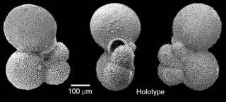 To NMNH Paleobiology Collection (IRN 3581497)