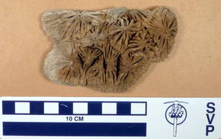 To NMNH Paleobiology Collection (USNM PAL 182139)