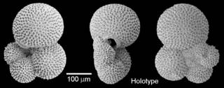 To NMNH Paleobiology Collection (IRN 3589597)