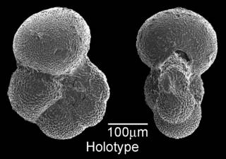 To NMNH Paleobiology Collection (IRN 3583082)