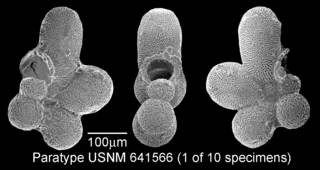 To NMNH Paleobiology Collection (IRN 3148594)