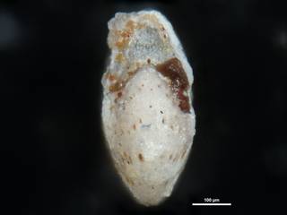 To NMNH Paleobiology Collection (Elphidium culebrense cc23542 side)
