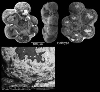 To NMNH Paleobiology Collection (IRN 3150244)