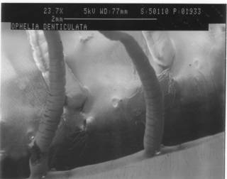 To NMNH Extant Collection (IZ WRM 50110 Ophelia denticulata - SEM Photo 2)