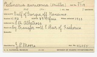 To NMNH Extant Collection (WRM USNM 5719 Pectinaria auricoma Card.)
