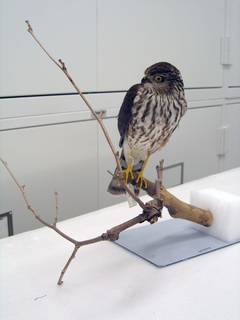 To NMNH Extant Collection (USNM 608258 - 2 Accipiter striatus)