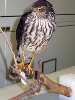 To NMNH Extant Collection (USNM 608258 - 3 Accipiter striatus)