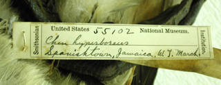 To NMNH Extant Collection (USNM 55102 - 4 Chen caerulescens)
