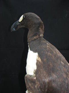 To NMNH Extant Collection (Great Auk Pinguinus impennis USNM 57338-24)