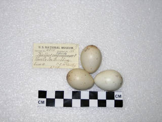 To NMNH Extant Collection (USNM 4014 Rallus limicola)