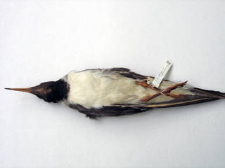 To NMNH Extant Collection (USNM 57094 - 06 Larus leucophthalmus)
