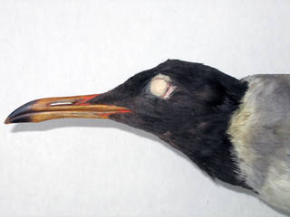 To NMNH Extant Collection (USNM 57094 - 07 Larus leucophthalmus)