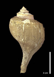 To NMNH Extant Collection (IZ 1006253 Busycotypus canaliculatus Dorsal View)