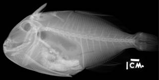 To NMNH Extant Collection (Melichthys niger USNM 207088 radiograph lateral view)