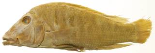 To NMNH Extant Collection (Retroculus boulergeri USNM 152111 holotype photograph lateral view)