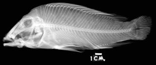 To NMNH Extant Collection (Retroculus boulengeri  USNM 152111 holotype radiograph lateral view 1)