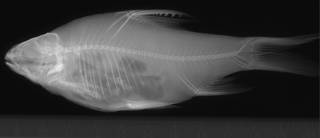 To NMNH Extant Collection (Puntius wetmorei USNM 90295 holotype radiograph lateral view)