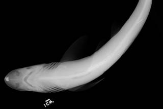 To NMNH Extant Collection (Mustelus manazo USNM 196450 radiograph dorsal view  part A)