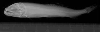To NMNH Extant Collection (Astronesthes lamellosus USNM 200885 holotype radiograph lateral view 1)