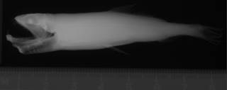 To NMNH Extant Collection (Astronesthes micropogon USNM 203612 holotype radiograph lateral view 1)