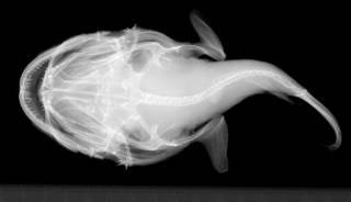 To NMNH Extant Collection (Chirolophius monodi USNM 208343 holotype radiograph ventral view 1)