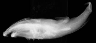 To NMNH Extant Collection (Chirolophius monodi  USNM 208343 holotype radiograph lateral view 1)