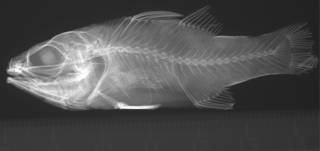 To NMNH Extant Collection (Apogon unicolor USNM 49708 holotype radiograph lateral view)