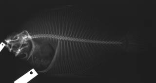 To NMNH Extant Collection (Pleuronichthys ocellatus USNM 74605 holotype radiograph)
