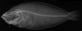 To NMNH Extant Collection (Brachypleurops axillaris USNM 93080 holotype radiograph)