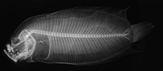 To NMNH Extant Collection (Samariscus macrognathus USNM 93088 holotype radiograph)