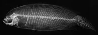 To NMNH Extant Collection (Samariscus luzonensis USNM 93089 holotype radiograph)