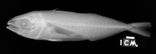 To NMNH Extant Collection (Ariomma evermanni USNM 57783 holotype radiograph lateral view)