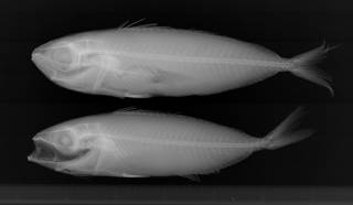 To NMNH Extant Collection (Ariomma USNM 185205 radiograph lateral view)
