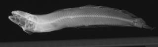 To NMNH Extant Collection (Bathymaster jordani USNM 27265 paralectotype radiograph lateral view)