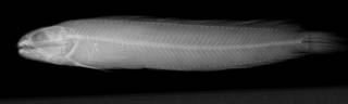 To NMNH Extant Collection (Bathymaster caeruleofasciatus USNM 70865 paratype radiograph lateral view)