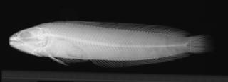 To NMNH Extant Collection (Bathymaster caeruleofasciatus USNM 74391 holotype radiograph lateral view)
