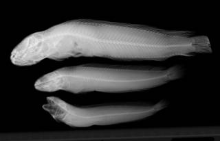 To NMNH Extant Collection (Bathymaster leurolepis USNM 202533 paratype radiograph lateral view)