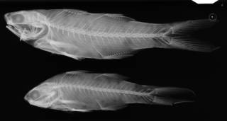 To NMNH Extant Collection (Polyneums octonemus USNM 739 syntypes radiograph lateral view)