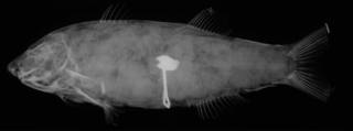 To NMNH Extant Collection (Trichiodon octofilis USNM 15074 holotype radiograph lateral view)